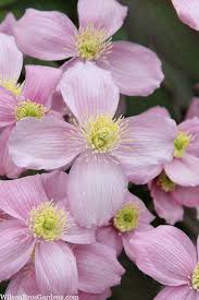 Attēlu rezultāti vaicājumam “Collaria rubens”