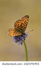 Attēlu rezultāti vaicājumam “Clossiana selene underside”