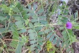 Attēlu rezultāti vaicājumam “Vicia sativa flower”