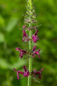 Attēlu rezultāti vaicājumam “Stachys sylvatica flower”