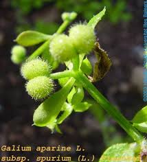 Attēlu rezultāti vaicājumam “Galium aparine fruit”