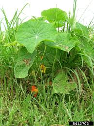 Attēlu rezultāti vaicājumam “Tropaeolum majus flower”