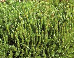 Attēlu rezultāti vaicājumam “Pohlia nutans sporophyte”