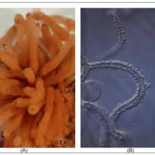 Attēlu rezultāti vaicājumam “Arcyria major”