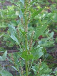 Attēlu rezultāti vaicājumam “Chenopodium rubrum leaf”