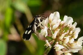 Attēlu rezultāti vaicājumam “Anania funebris”
