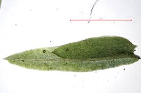 Attēlu rezultāti vaicājumam “Fissidens taxifolius sporophyte”