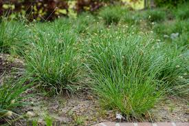 Attēlu rezultāti vaicājumam “Sesleria caerulea”