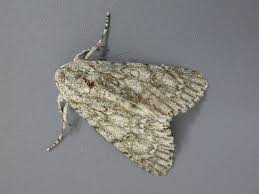 Attēlu rezultāti vaicājumam “Acronicta aceris larva”