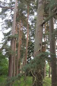 Attēlu rezultāti vaicājumam “Pinus sylvestris var. turfosa”