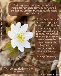 Attēlu rezultāti vaicājumam “Isopyrum thalictroides fruit”