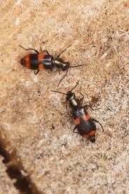 Attēlu rezultāti vaicājumam “Anthocomus fasciatus”