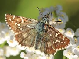 Attēlu rezultāti vaicājumam “Pyrgus serratulae”