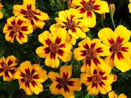 Image result for Tagetes patula
