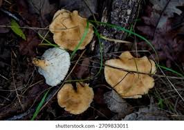 Attēlu rezultāti vaicājumam “Polyporus tuberaster”