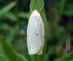 Attēlu rezultāti vaicājumam “Cybosia mesomella”