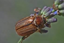 Attēlu rezultāti vaicājumam “Amphimallon solstitiale imago”