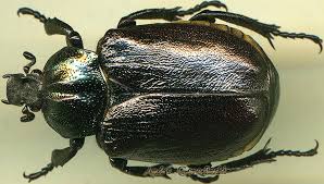 Attēlu rezultāti vaicājumam “Osmoderma barnabita”