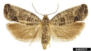 Attēlu rezultāti vaicājumam “Spilonota ocellana”