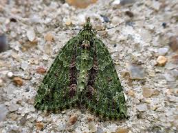 Attēlu rezultāti vaicājumam “Chloroclysta siterata”