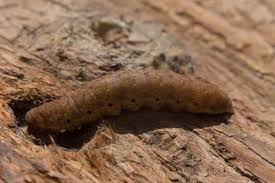 Attēlu rezultāti vaicājumam “Noctua fimbriata larva”