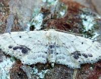 Attēlu rezultāti vaicājumam “Idaea dimidiata”