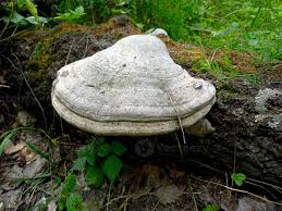 Attēlu rezultāti vaicājumam “Fomes fomentarius”