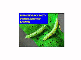 Attēlu rezultāti vaicājumam “Plutella xylostella”