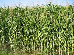 Image result for Mais