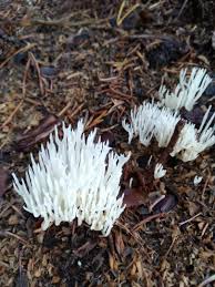 Attēlu rezultāti vaicājumam “Lentaria epichnoa”