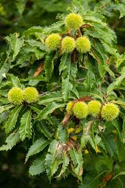 Attēlu rezultāti vaicājumam “Licea castanea macro”