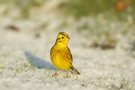 Attēlu rezultāti vaicājumam “Emberiza citrinella male”
