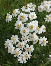 Attēlu rezultāti vaicājumam “Achillea salicifolia”