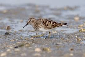 Image result for Calidris minutilla