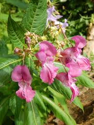Attēlu rezultāti vaicājumam “Impatiens glandulifera flower”