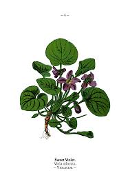 Image result for Viola odorata