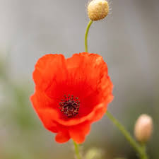 Image result for Mohn
