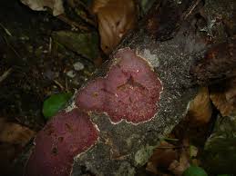 Attēlu rezultāti vaicājumam “Hymenochaete tabacina”