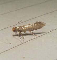 Attēlu rezultāti vaicājumam “Argyresthiidae”