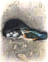 Attēlu rezultāti vaicājumam “Alcedo atthis nest”