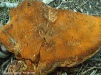 Attēlu rezultāti vaicājumam “Hapalopilus croceus”