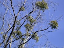 Attēlu rezultāti vaicājumam “Viscum album”