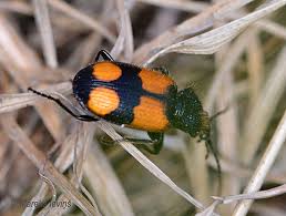 Attēlu rezultāti vaicājumam “Griselda ustomaculana”