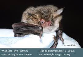 Attēlu rezultāti vaicājumam “Myotis nattereri”