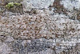 Attēlu rezultāti vaicājumam “Lecanora argentata”