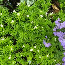 Image result for Galium odoratum