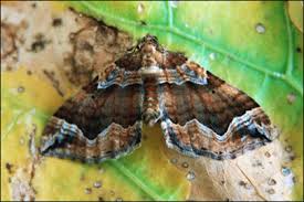 Attēlu rezultāti vaicājumam “Pelurga comitata”