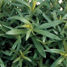 Image result for Artemisia dracunculus