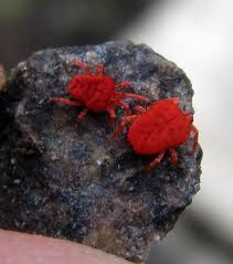 Attēlu rezultāti vaicājumam “Trombidiidae”