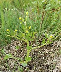 Attēlu rezultāti vaicājumam “Ranunculus mendax”